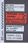 Etiketten zu Aliteus caffer (NHMW-ZOO-COL-0010008)